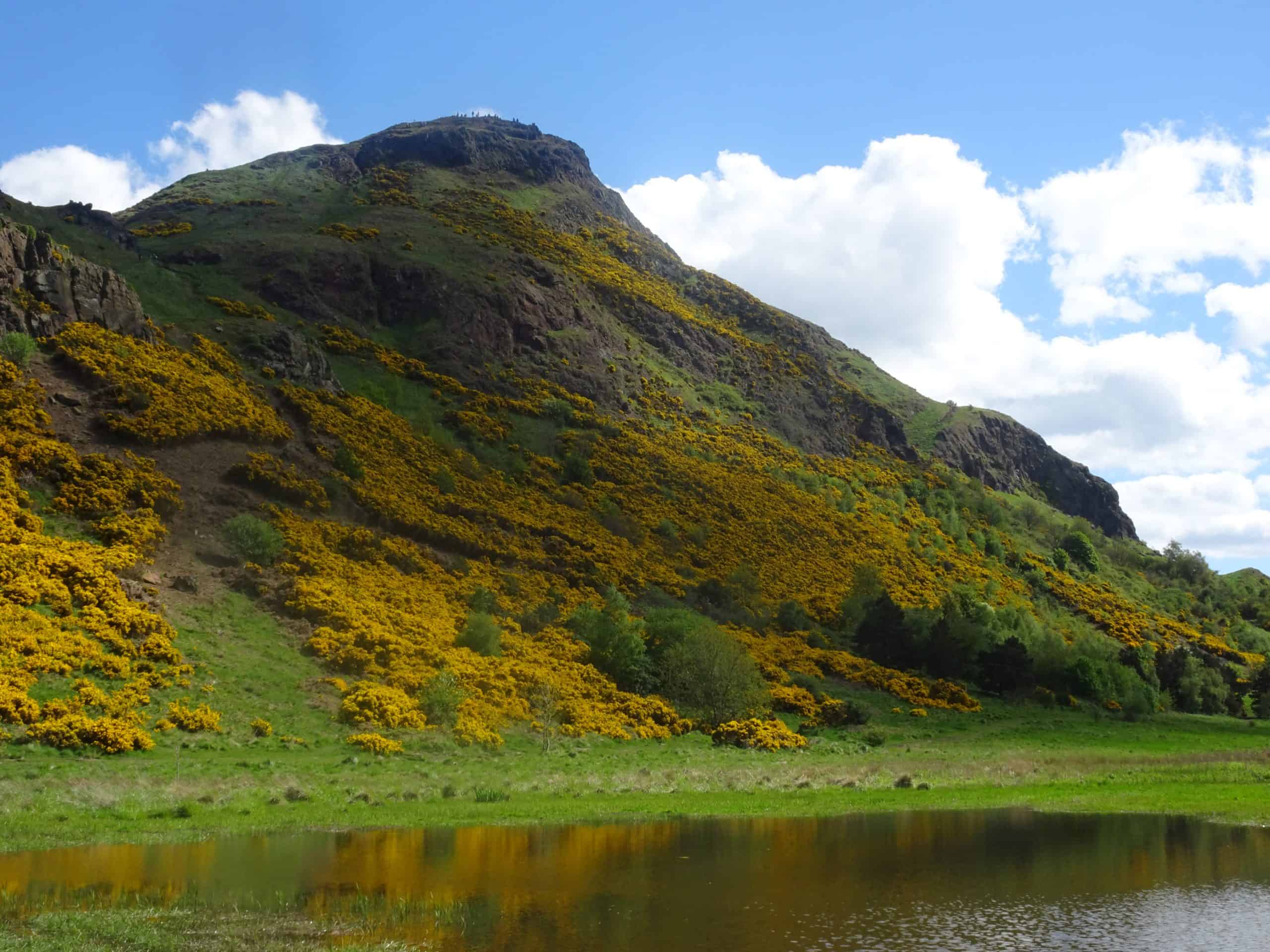 A image of the top of Arthurs seat from Holyrood park Lake, covered with yellow heather.