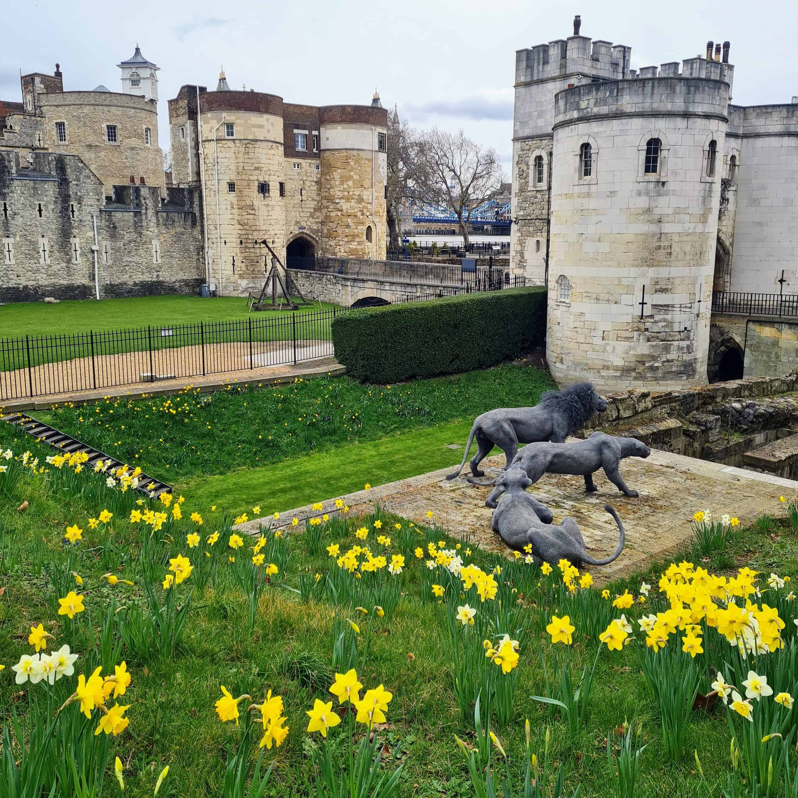 The Tower of London in the background with statues of a male lion and two lioness's amongst yellow daffodil flowers in the foreground, of the towers grounds.