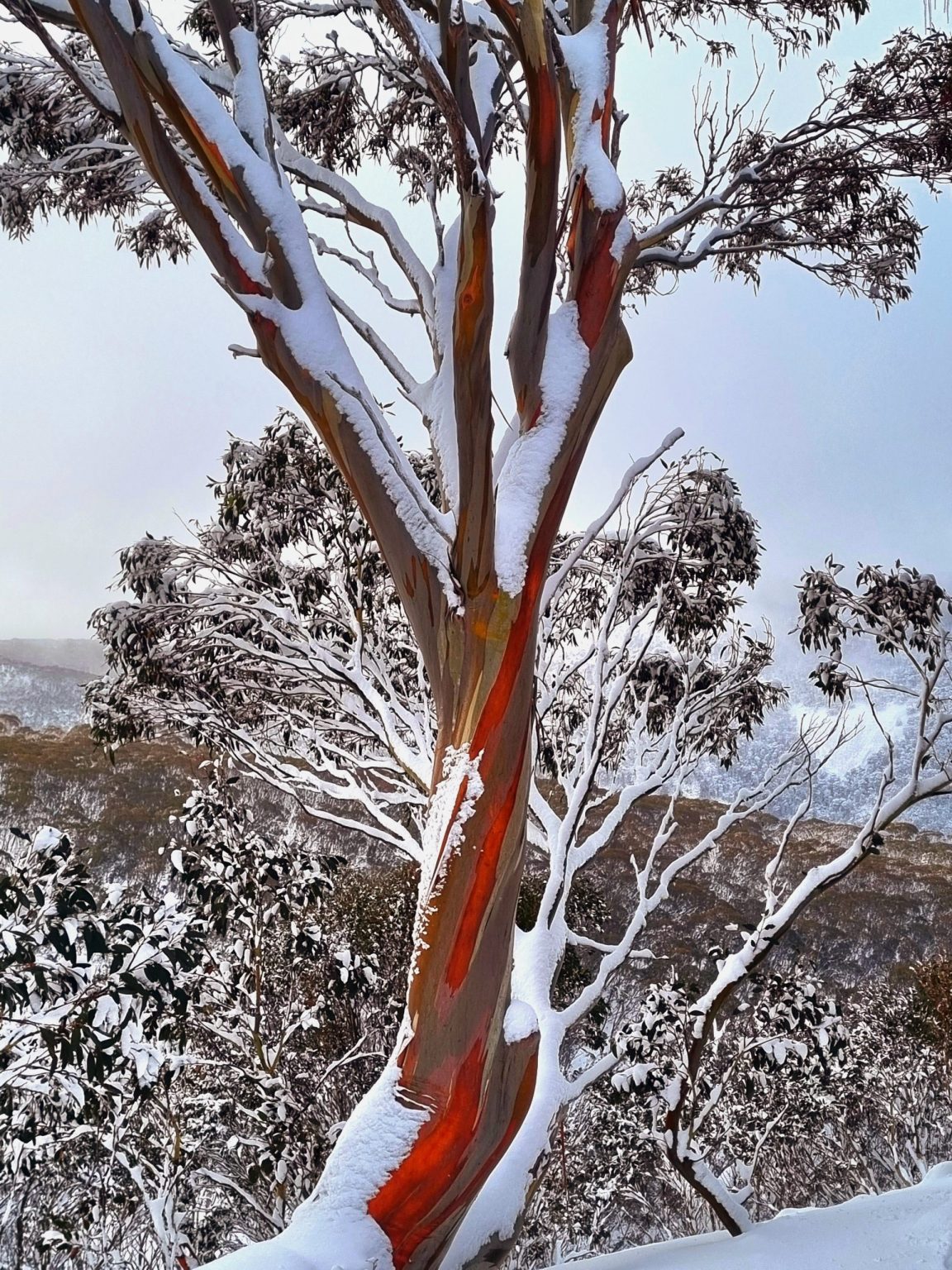 Does Australia Get Snow Everything You Need To Know Passports And Maps Does australia get snow everything you need to know passports and maps