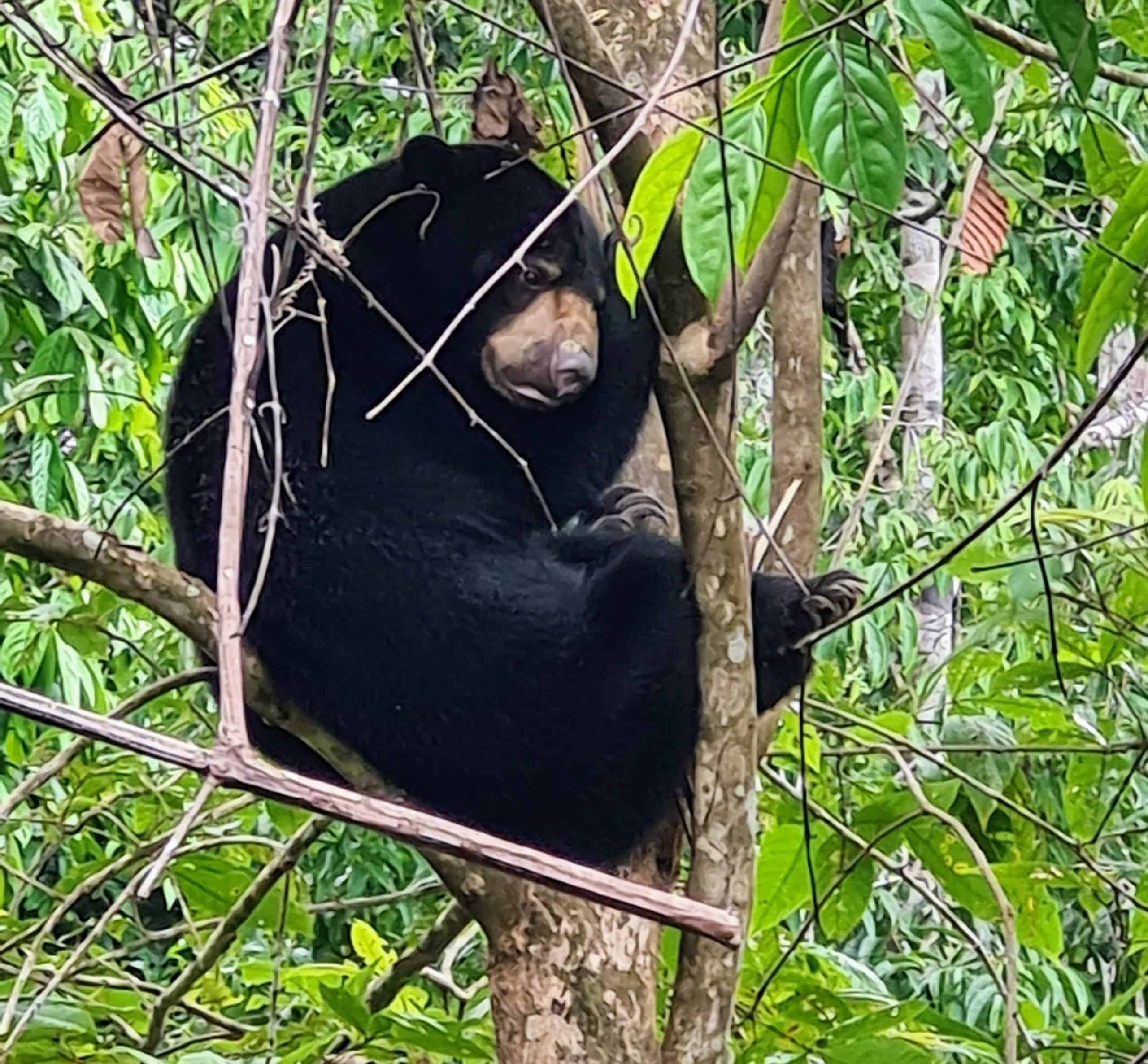 A Sun-bear having a snooze while sitting in a tree. 