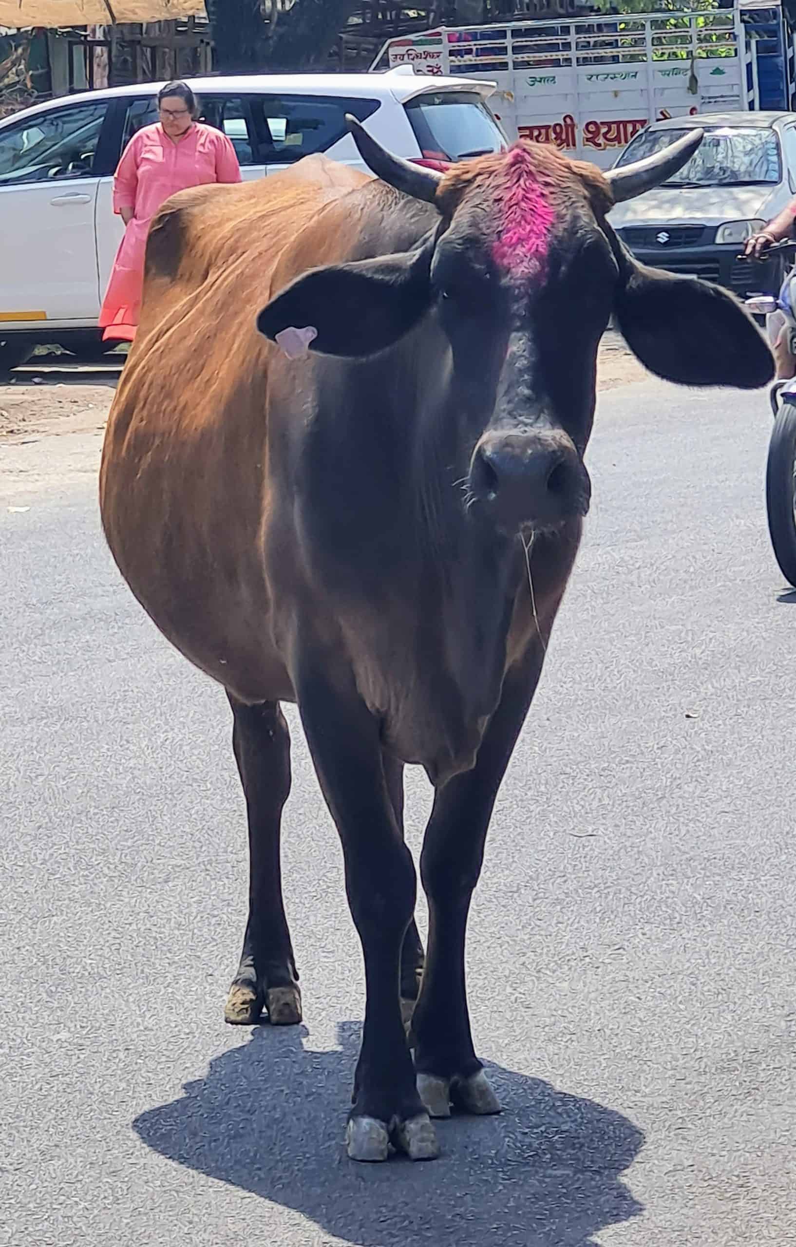 A cow in the street with bright pink colour on its forehead